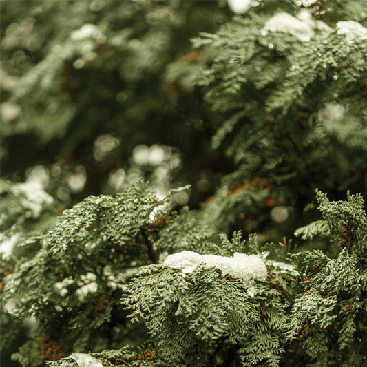 Pino Invierno