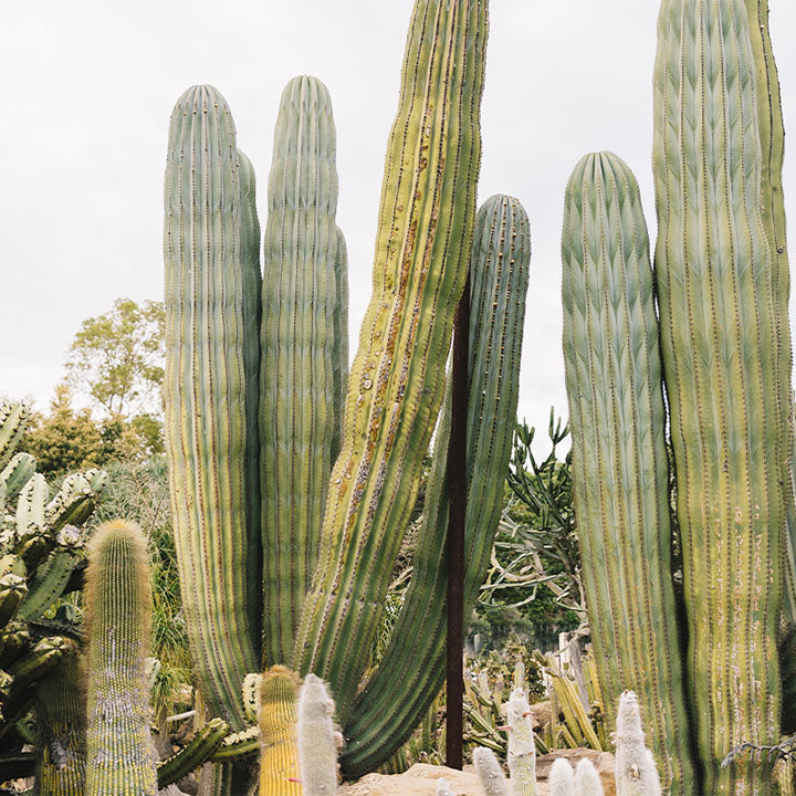 Desierto