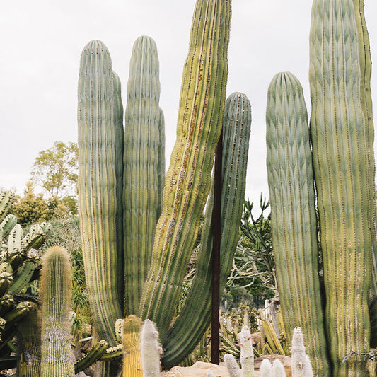 Desierto