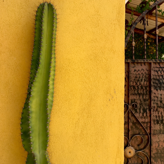 Entrada cálida