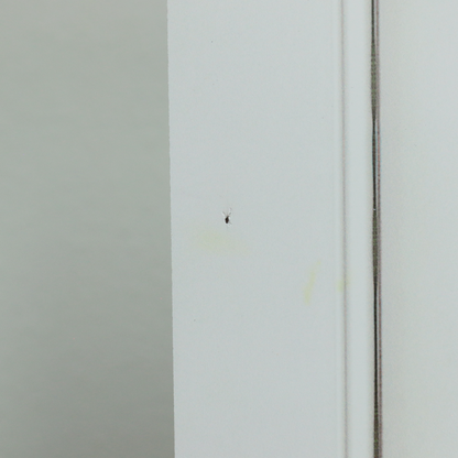 moldura blanca clasica REMATE